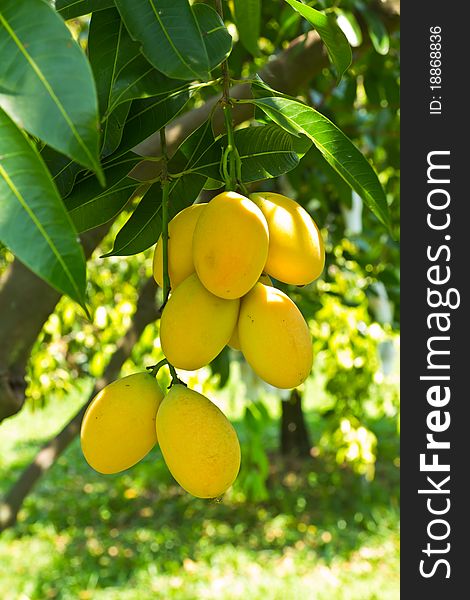 Mayong or Marian plum, the popular fruit during summer in Thailand