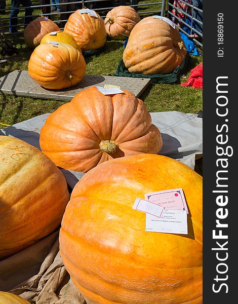 Huge, prize winning pumpkins at a county fair.