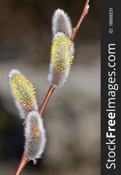 Branch of a willow in the spring close up. Branch of a willow in the spring close up