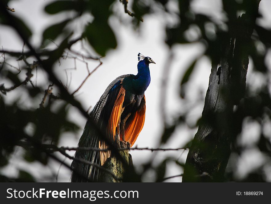 Peacock On A Tree At Sunrise