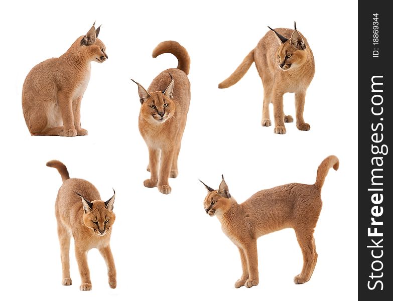 Five shots of a caracal cat isolated on white