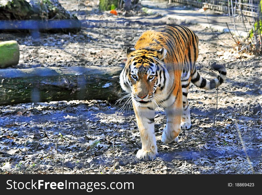 Tiger walking in the zoo cage