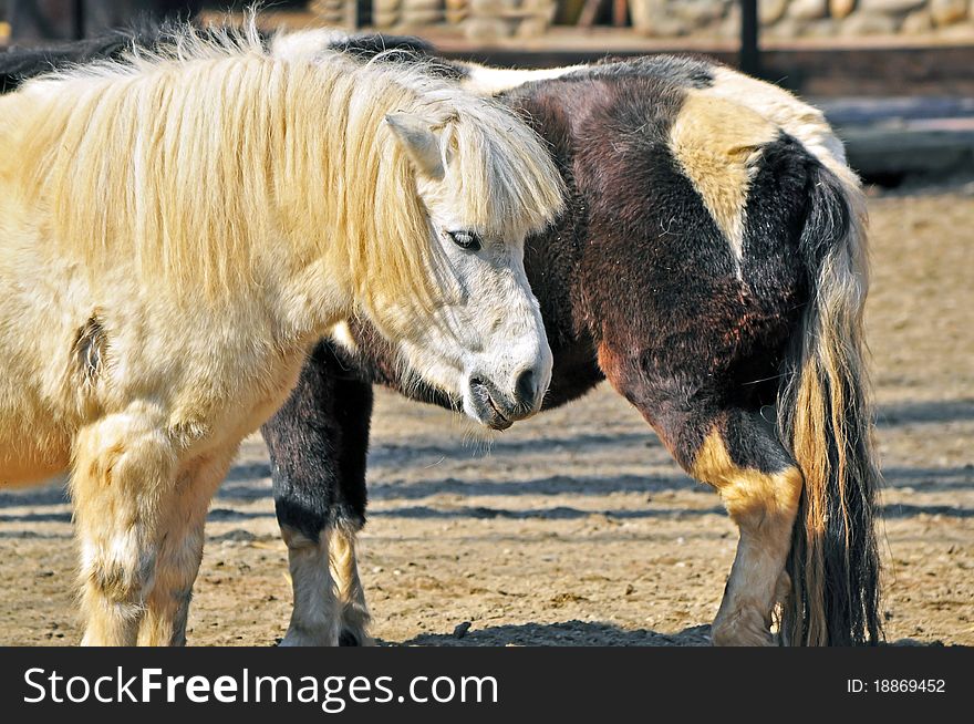 Brown and white pony friends in farm