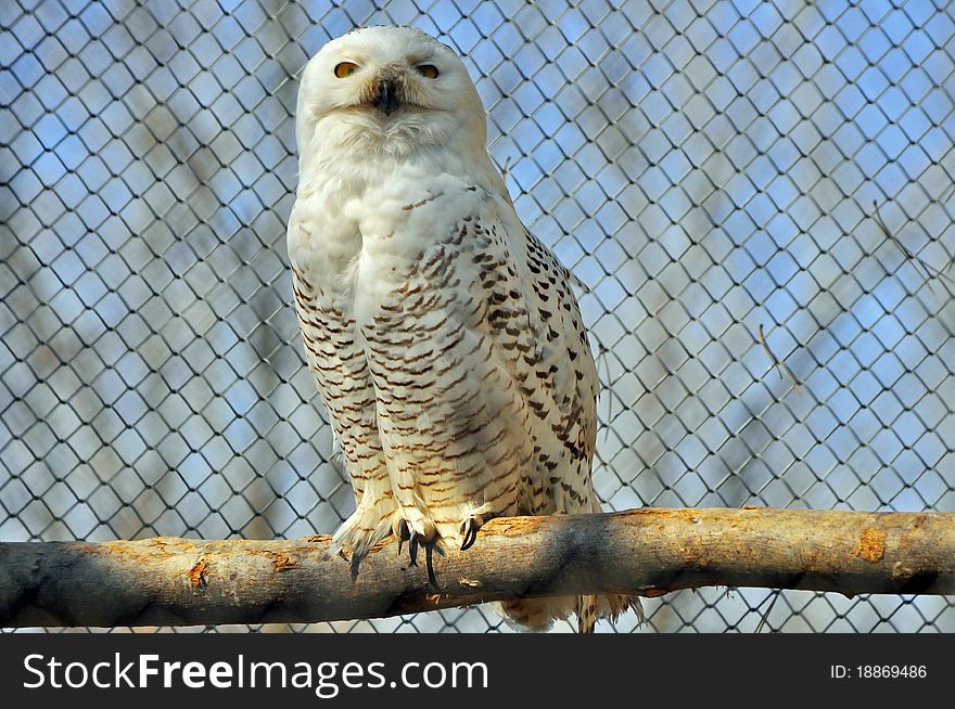 White owl standing on branch in a zoo cage
