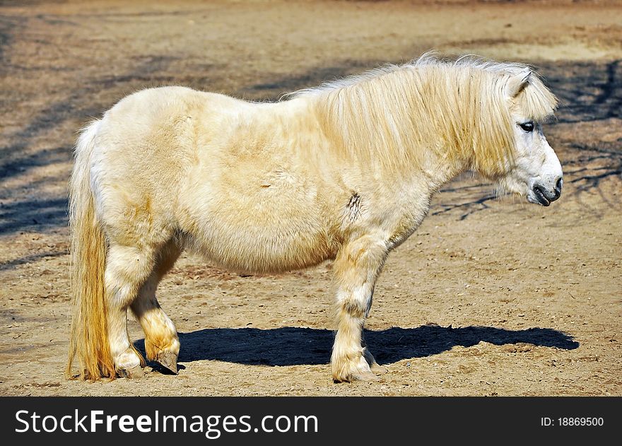 White pony walking in the sun