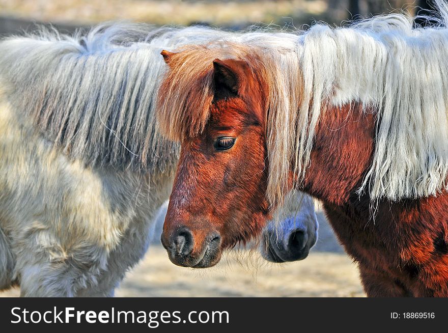 Two Friend Pony