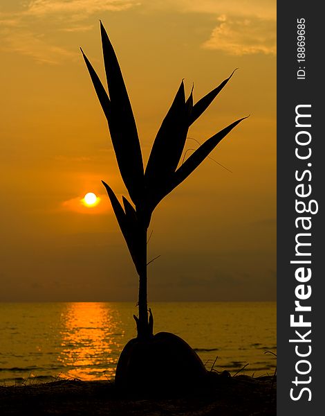 Coconut silhouette at sunset