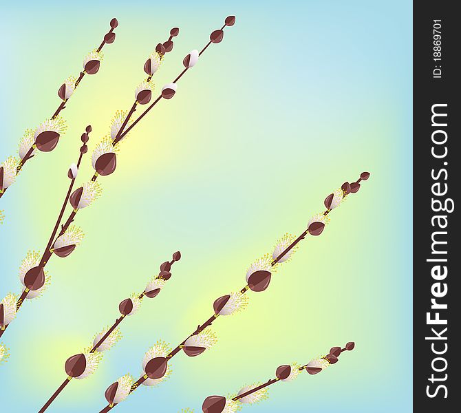 willow branches on light blue background. willow branches on light blue background