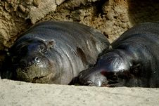 Loving Hippos Royalty Free Stock Photos