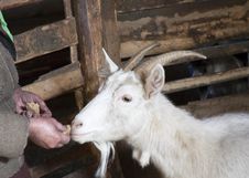 Feeding Of A Goat Stock Photos Feeding Of A Goat Stock Photos