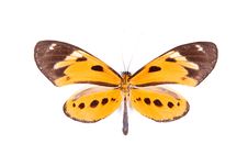 Black And Orange Butterfly Athyrtis Mechanitis Stock Image Black And Orange Butterfly Athyrtis Mechanitis Stock Image