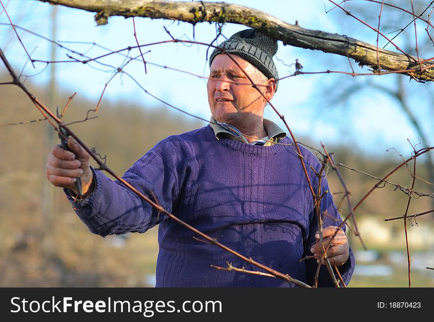 Senionr countryside winemaker pruning twigs in a wineyard. Senionr countryside winemaker pruning twigs in a wineyard.