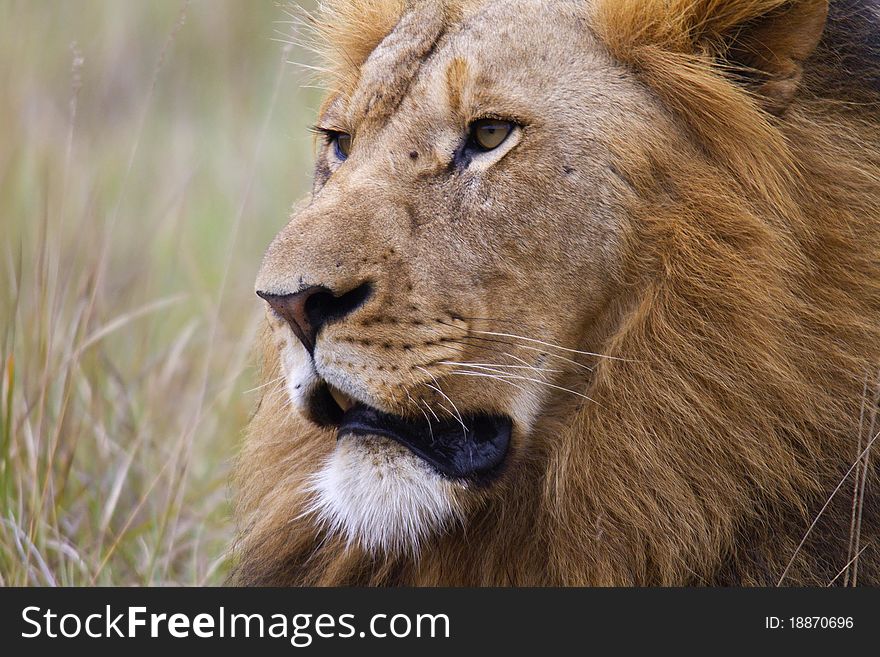 Close up image of a majestic looking male lion. Close up image of a majestic looking male lion.