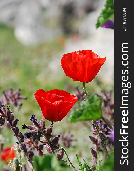 Red poppies on the field, vertical composition, selective focus