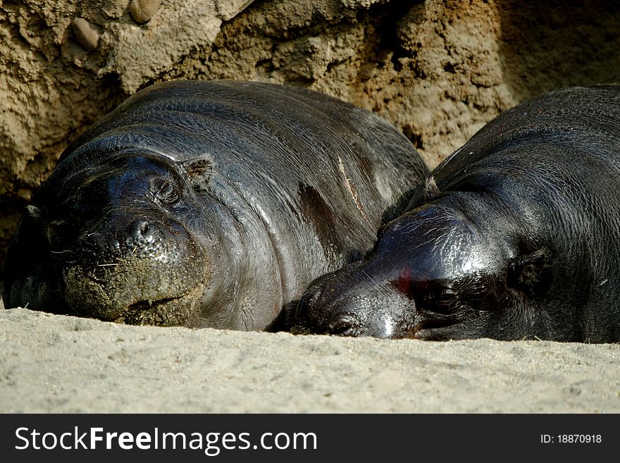 Loving Hippos napping at the zoo