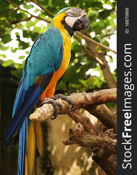 Big parrot (Green wings macaw) on a branch in tropical forest