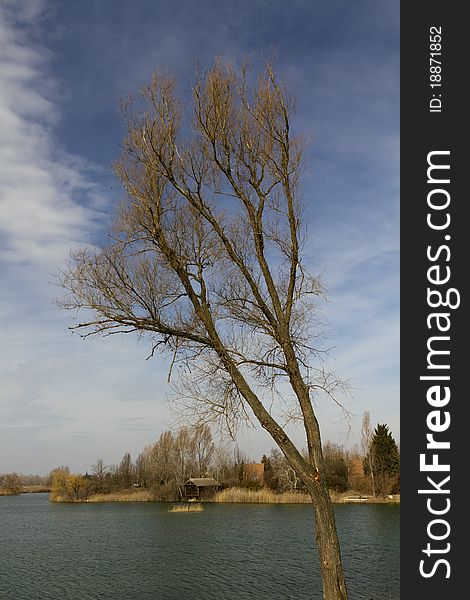 Bald tree at lakeside in spring season