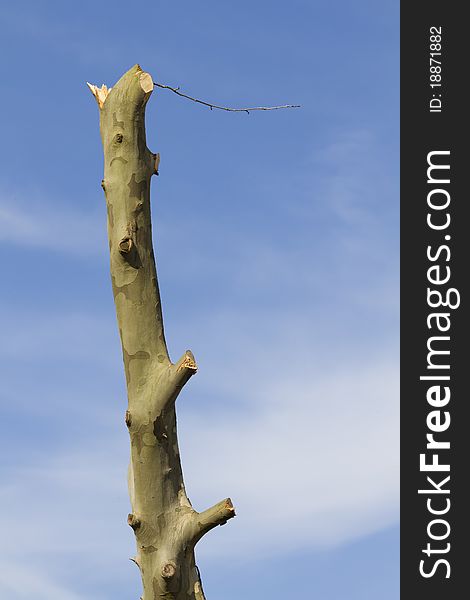 Tree trunk with blue sky background