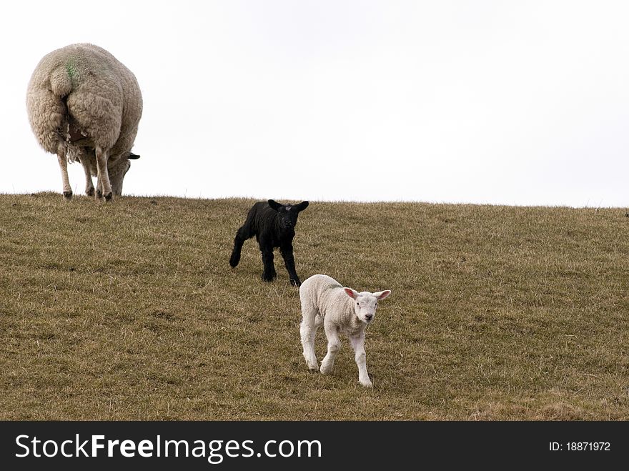 Twin lambs in black and white in in German field early springtime.