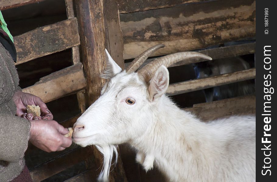 The goat eats bread from hands in a shed. The goat eats bread from hands in a shed
