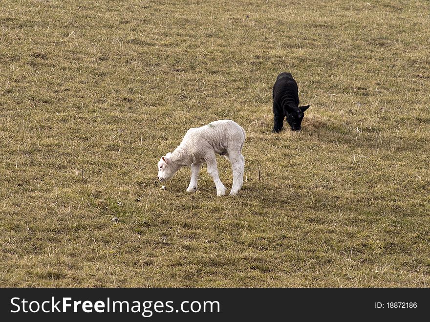 Black and white twin lambs alone in German field early springtime.