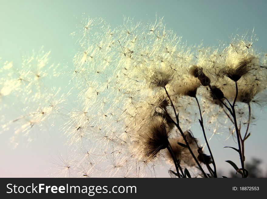 Fluffy flower seeds throws the wind. Fluffy flower seeds throws the wind