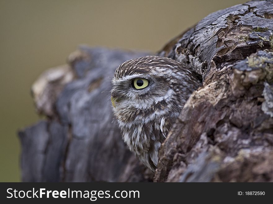 A captive Little Owl in profile in a hole in a tree.