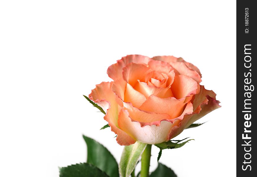 Beautiful pink rose flower isolated over white background