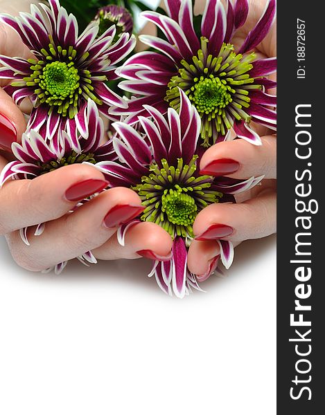 Beautiful manicured hands with bunch of exotic purple flowers. isolated. Beautiful manicured hands with bunch of exotic purple flowers. isolated