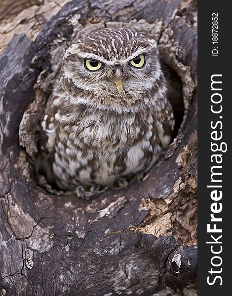 A captive Little Owl in a hole in a tree looking at the camera.