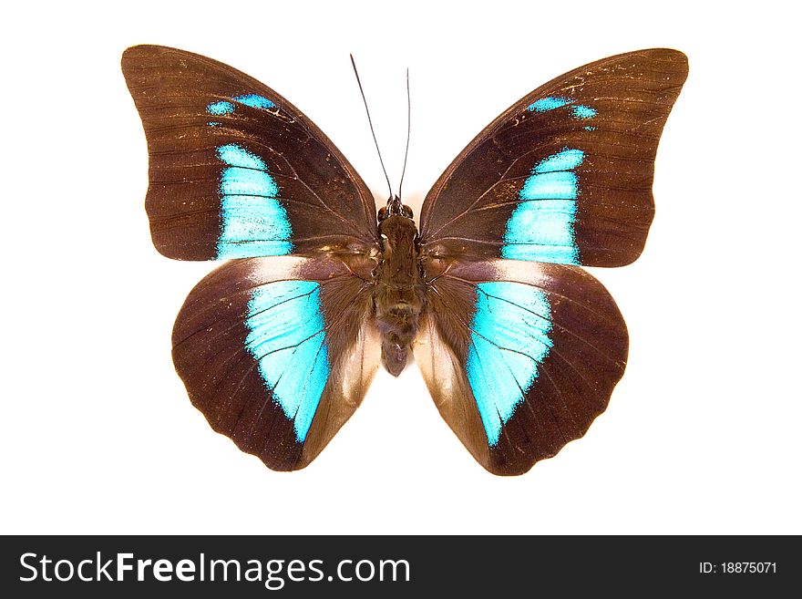 Black and blue butterfly Prepona demophon isolated on white background