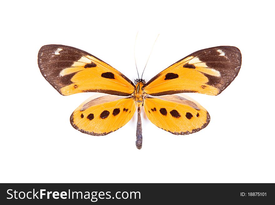Black and orange butterfly Athyrtis mechanitis isolated on white background