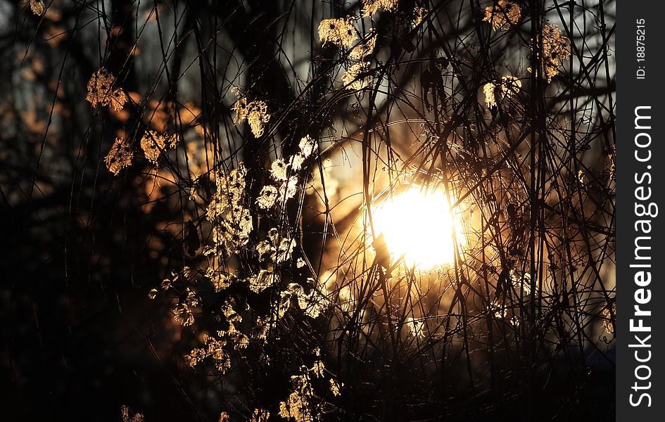 Down rising sun in willow tree. Down rising sun in willow tree