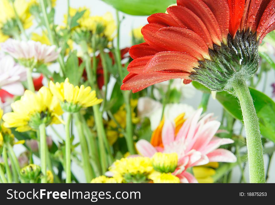 A colored gerberas flowers background. A colored gerberas flowers background