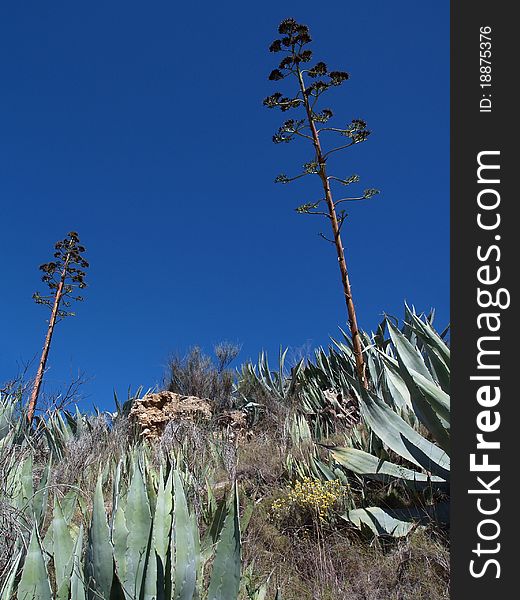 Landscape whit Blue agave, tropical yucca plants