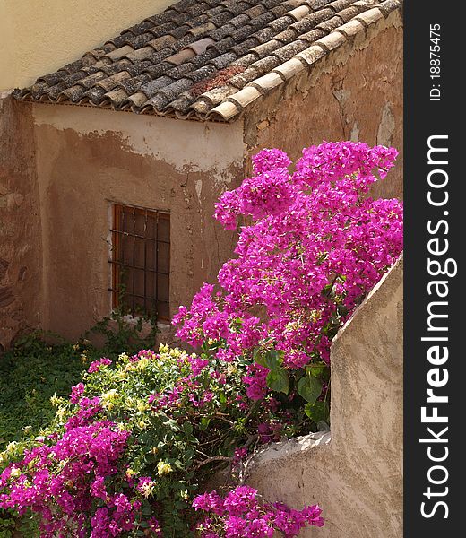 Old weathered Spanish house overgrown whit viollet flowers. Old weathered Spanish house overgrown whit viollet flowers