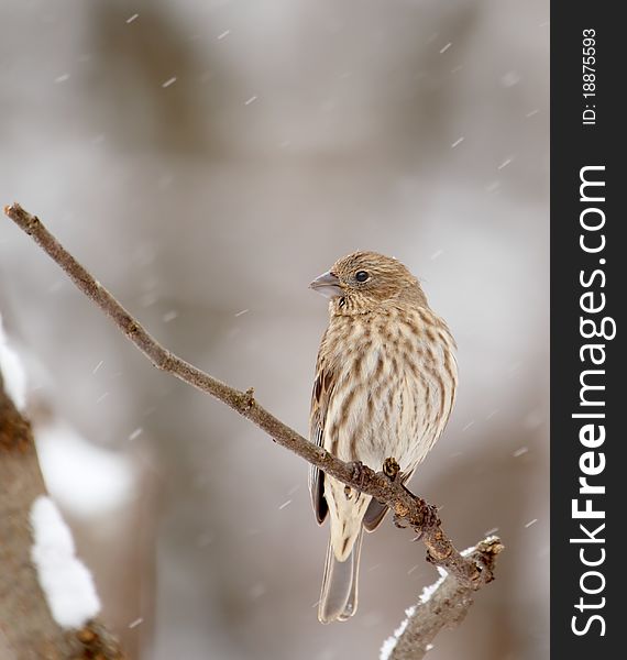 Female house finch, Carpodacus mexicanus, perched on a tree branch with snow falling