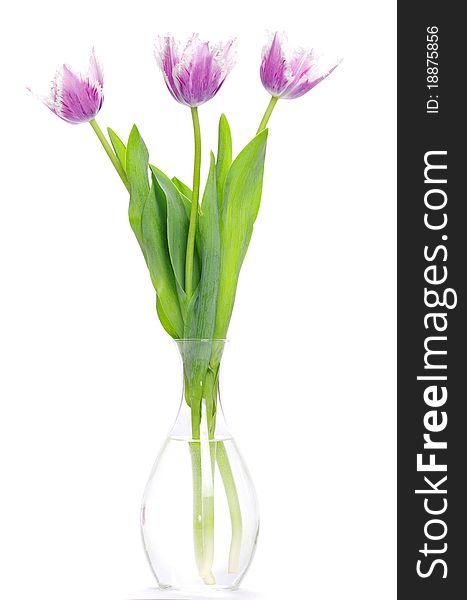 Pink tulips on white background