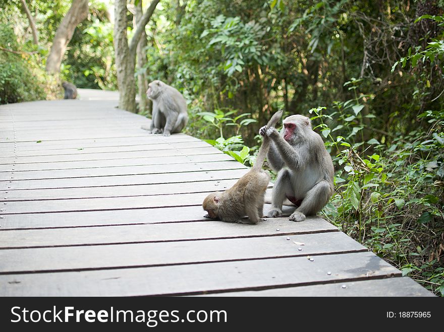 Interaction Of Monkey Mother And Son  Grooming