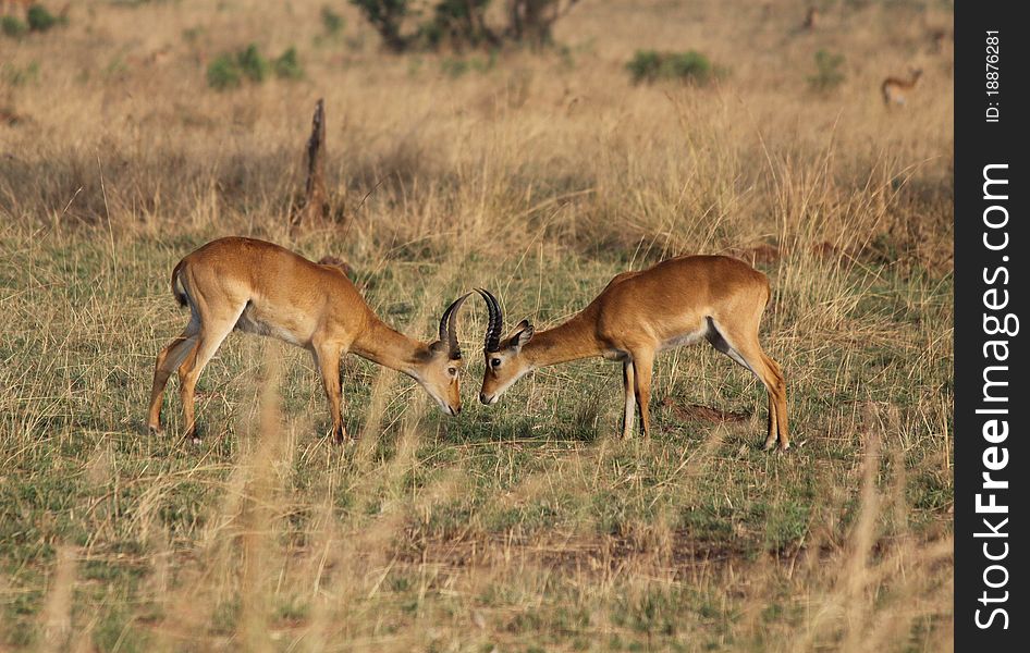 Ugandan Kob antelope males face each other prior to fighting for dominance at Murchison Falls National Park in Uganda. Ugandan Kob antelope males face each other prior to fighting for dominance at Murchison Falls National Park in Uganda.