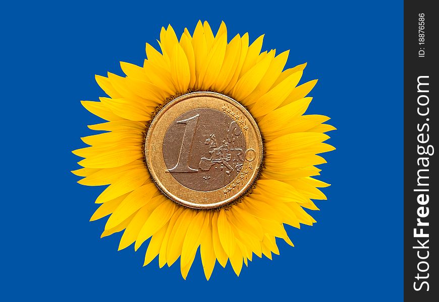 Sunflower with euro coins in the center on blue. Sunflower with euro coins in the center on blue