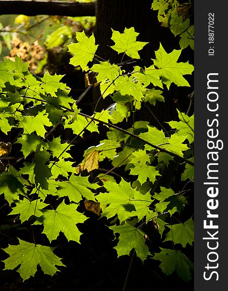 Green Maple leaf on sunlight in anture close up. Green Maple leaf on sunlight in anture close up