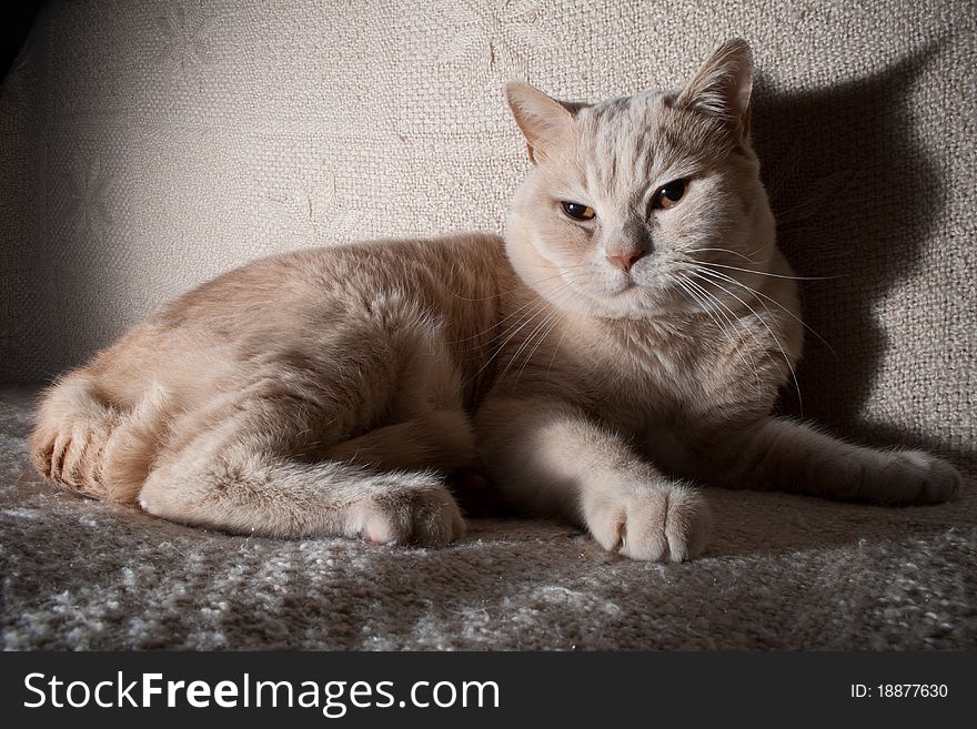 Male red british cat on sofa