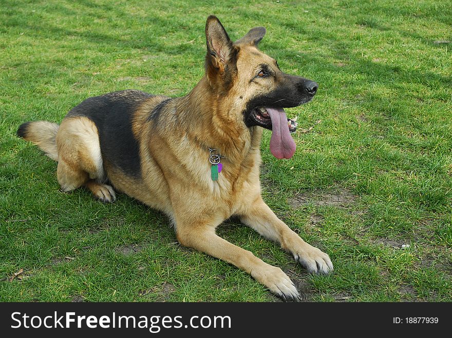 German shepherd laying on grass head up tonge hanging out