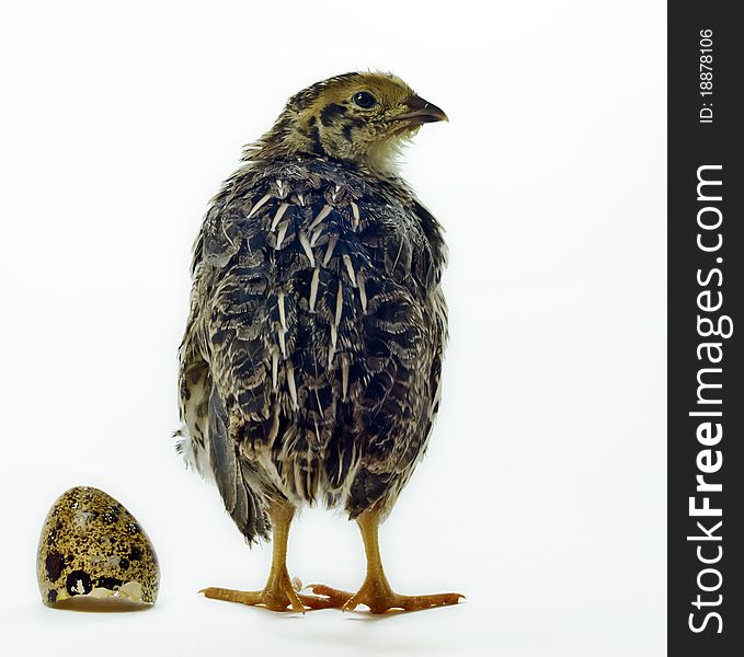 The shot of a nestling quail was taken using a white background. The shot of a nestling quail was taken using a white background