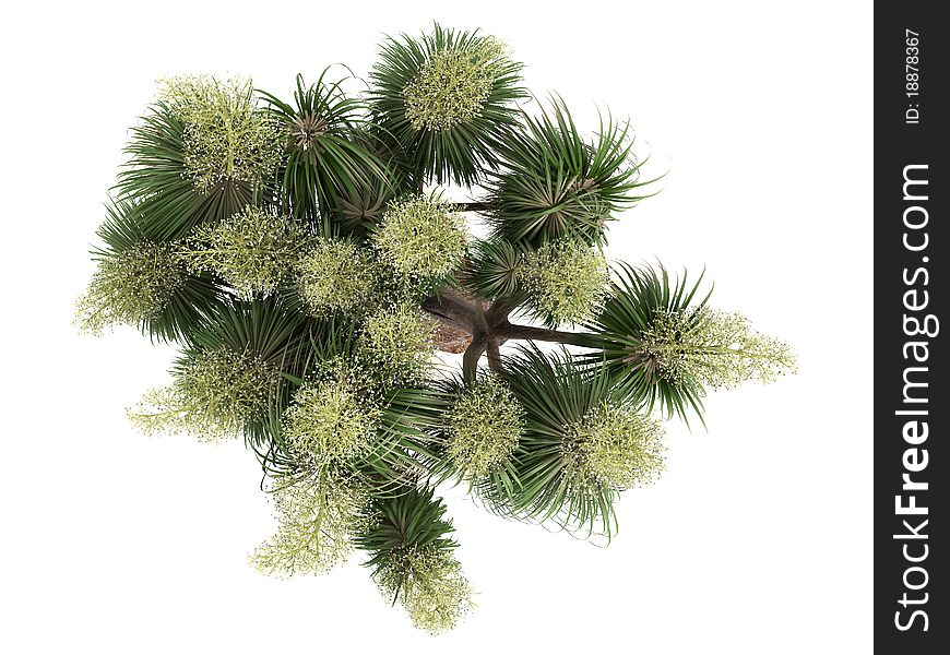 Rendered 3d isolated Ponytail Palm (Nolina recurvata, Beaucarnea recurvata). Rendered 3d isolated Ponytail Palm (Nolina recurvata, Beaucarnea recurvata)