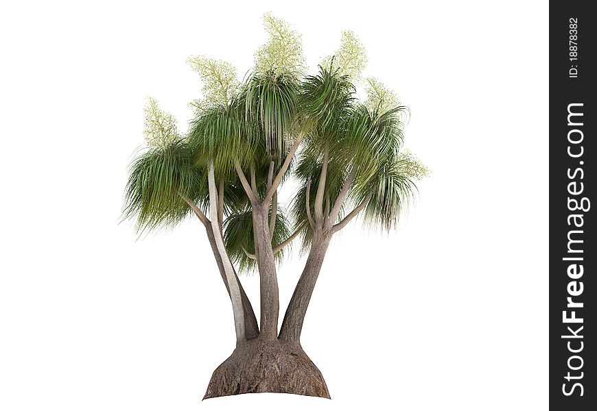 Ponytail Palm (Nolina or Beauca recurvata)