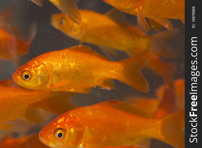 Red and gold fishes in aquarium