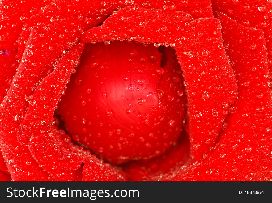 Drops of water on red rose. Drops of water on red rose