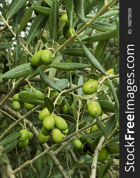 Branches of olives ready to be harvested in late October. Branches of olives ready to be harvested in late October